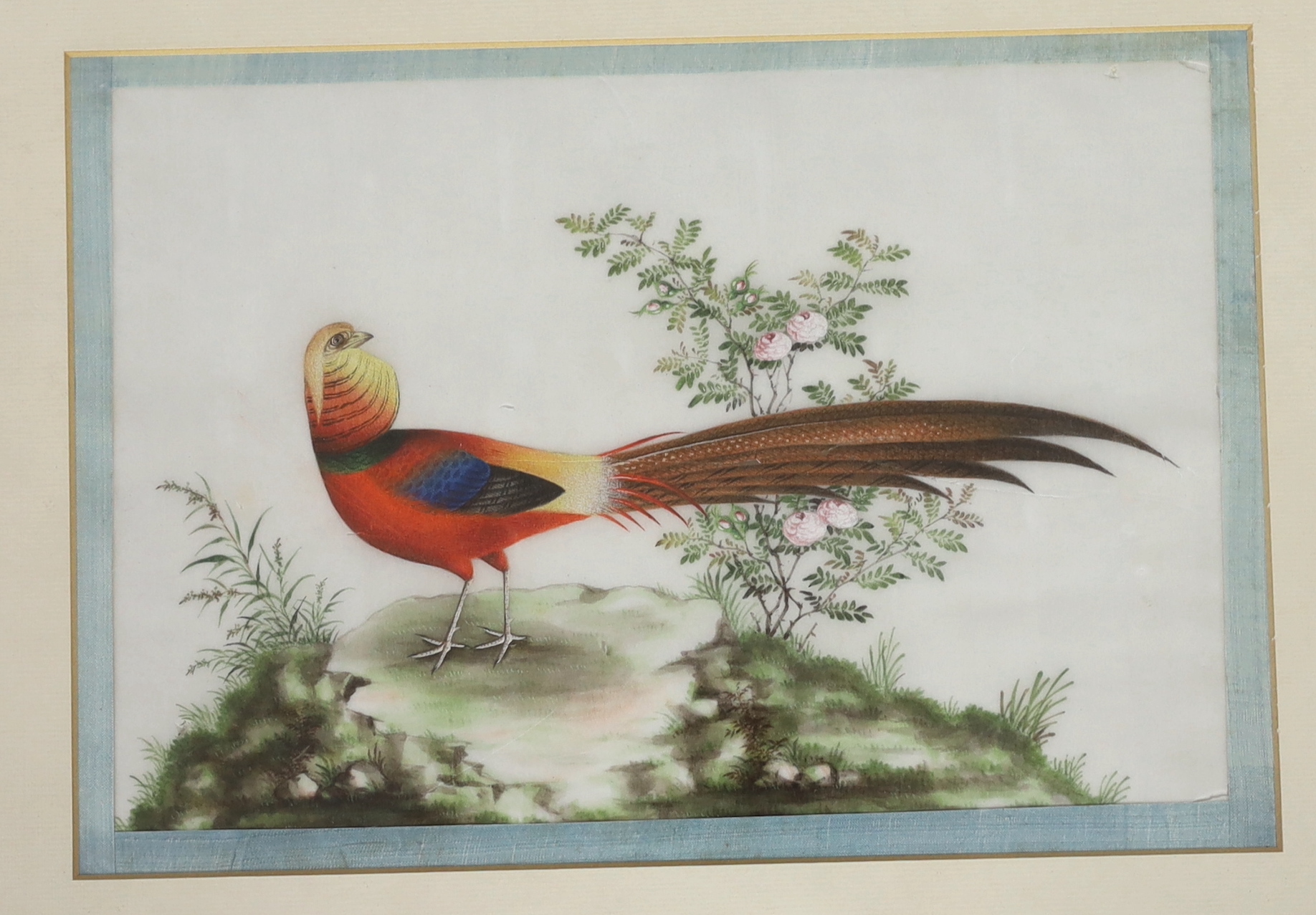 A set of thirteen Chinese pith paintings of birds perched on branches, Daoguang period (1821-50)